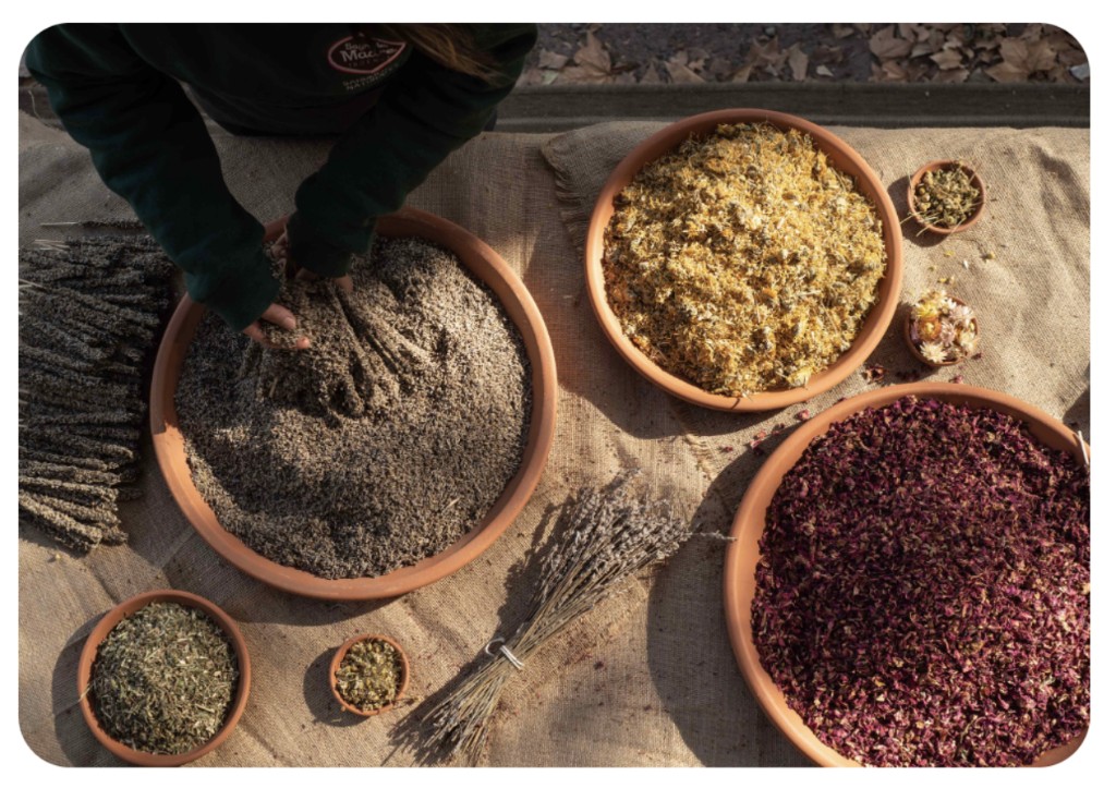Hands with dried herbs and flowers in terracotta bowls on jute — Sagrada Madre